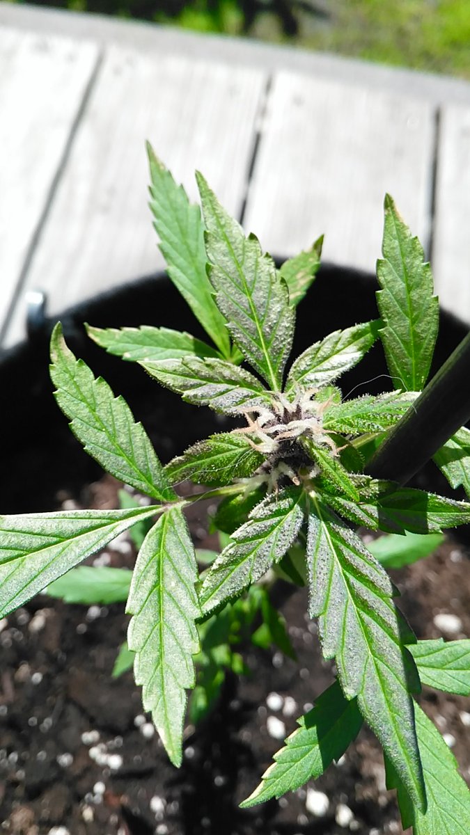 OneFallenAngelM's tweet photo. Still so little but already beautiful 😍 #SuperStrain Turing autoflower ✌🏻😇💚🌿💨🎈 https://t.co/bnpcDZ0xTW