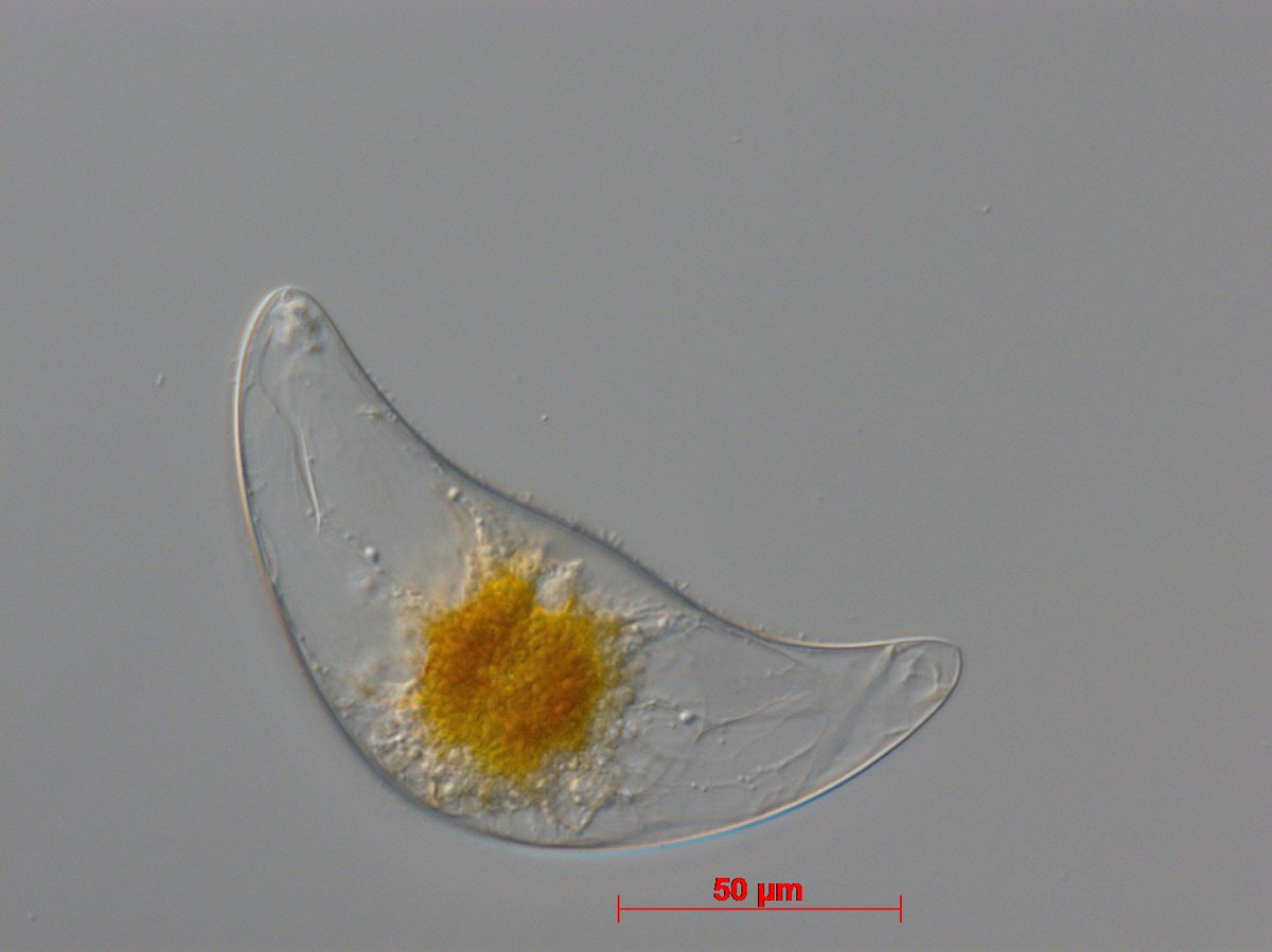 scienceisnotfun's tweet photo. Help us secure the future of algal stocks/biobanking etc @CCAP_Oban assessing needs of the algal community (UK, EU, International) over next 10 years (as evidence for our next round of Govt funding), great if you could complete this short anonymous survey: https://t.co/AUA9xjnliS https://t.co/rYszTi3HZI