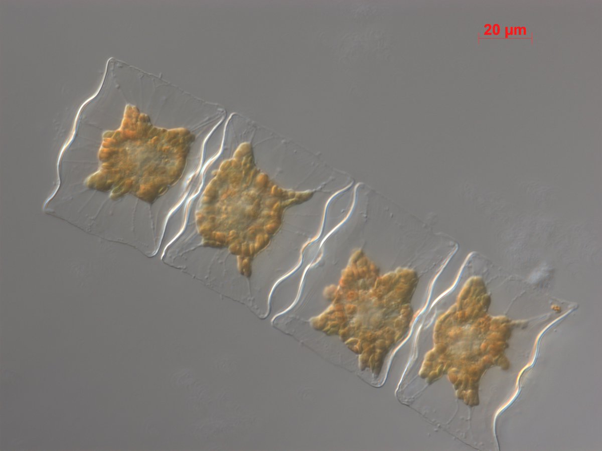 scienceisnotfun's tweet photo. Help us secure the future of algal stocks/biobanking etc @CCAP_Oban assessing needs of the algal community (UK, EU, International) over next 10 years (as evidence for our next round of Govt funding), great if you could complete this short anonymous survey: https://t.co/AUA9xjnliS https://t.co/rYszTi3HZI