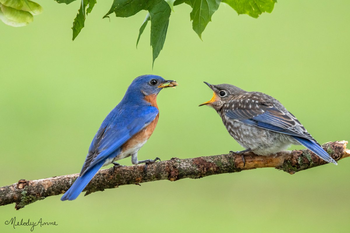 MelodyAnneM's tweet photo. Dad Duty - A male Eastern Bluebird brings a tasty morsel to one of his fledglings.
Photographed with a Canon Rebel T6i and a Canon e 100-400mm f/4.5-5.6L IS USM lens.
#teamcanon #canonusa #canonfavpic #naturephotograpahy #wildlife #featheredfriends #bhphotovideo https://t.co/EAWRKCrc0p