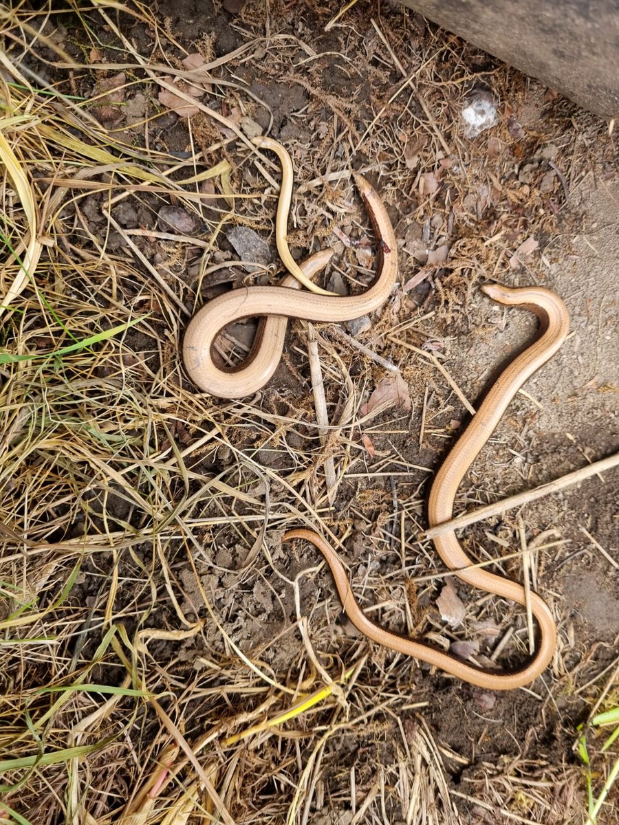 Checking the LGA <a href="/WentworthGC/">Wentworth Garden Centre</a> found 10 slow worms of several generations <a href="/ARC_Bytes/">Amphibian and Reptile Conservation</a>