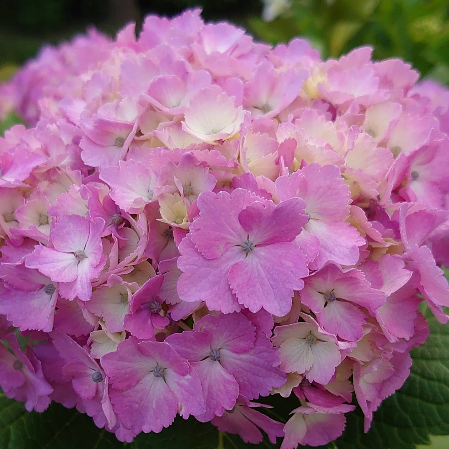 道人 今日の夕方ウォーキング ピンクの紫陽花が咲き始めました 暫く楽しめそう 花 花好きな人と繋がりたい 紫陽花 アジサイ あじさい 紫陽花の花 ピンクの紫陽花 道端で咲く花 道端で見つけた花 道端の花 自然 かわいい