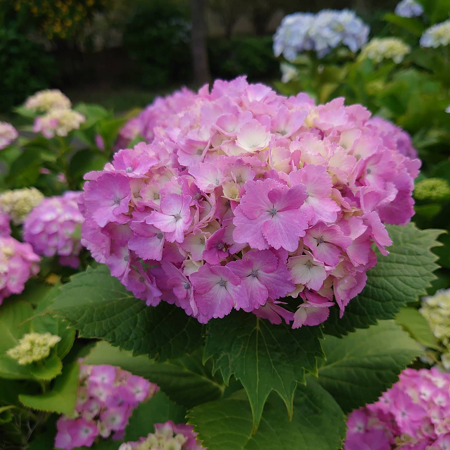 道人 今日の夕方ウォーキング ピンクの紫陽花が咲き始めました 暫く楽しめそう 花 花好きな人と繋がりたい 紫陽花 アジサイ あじさい 紫陽花の花 ピンクの紫陽花 道端で咲く花 道端で見つけた花 道端の花 自然 かわいい