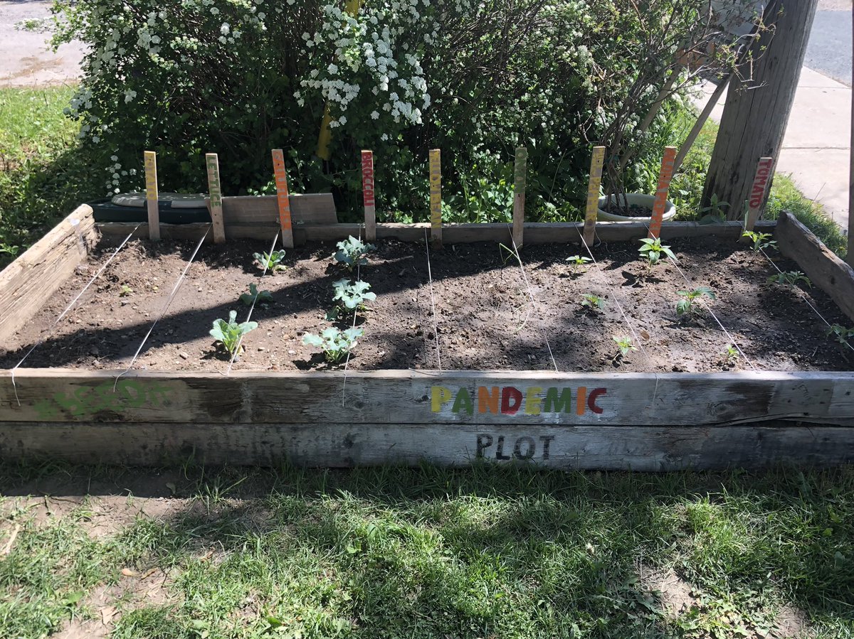 skinnybitch_ang's tweet photo. Night 3 #FrostAdvisory #KawarthaLakes so far so good #OnStorm #PandemicPlot #CommunityGarden #SEEDit https://t.co/J8uru0bByc