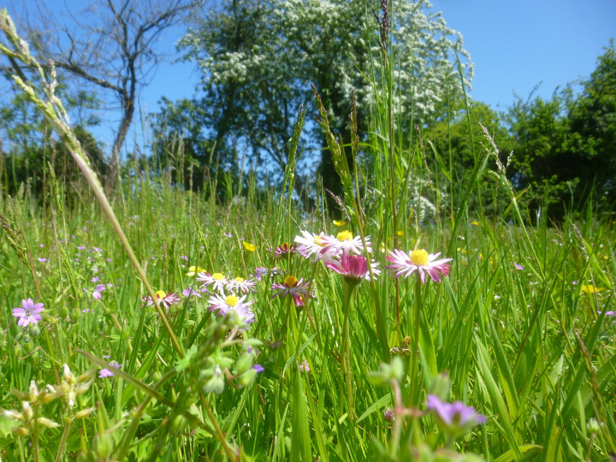 markinflowers's tweet photo. I have a strong feeling #NoMowMay will continue into June and beyond #daisies #speedwells #buttercups #LoveWildflowers #LetThemGrow @Love_plants https://t.co/wPKGEUFSN3