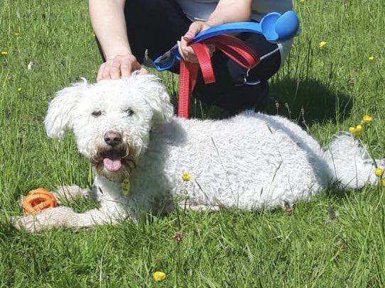 Clinicalred's tweet photo. Today's walk around Wilmslow Park North and South fields with the family and my litter picker-upper gathered: knickers, underpants, paper &amp; wrappers, bottles-glass &amp; plastic, 🐶 💩 bags, cardboard 📦, sunglasses, a £1 coin &amp; a crossbow bolt! #wilmslow #litter #takeithomewithyou https://t.co/Y43hzb8CoI
