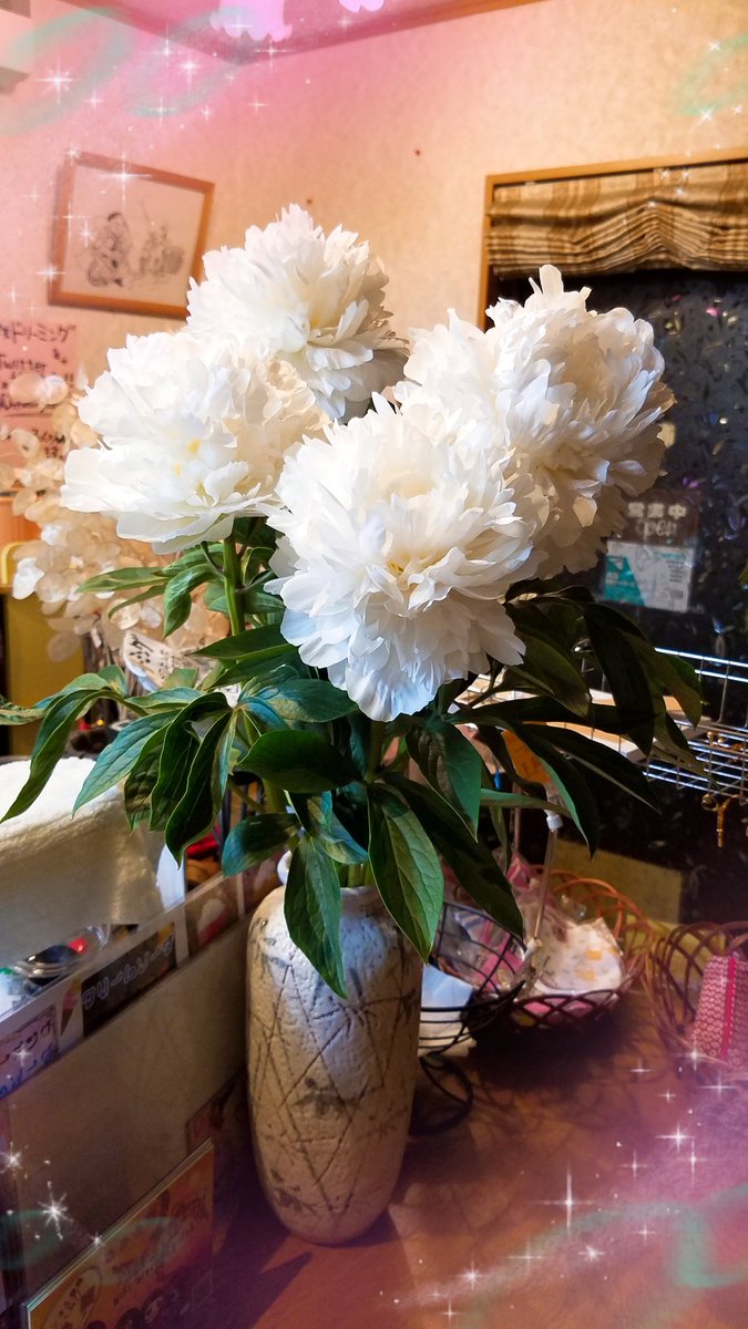 喫茶ドリーミング こんばんドリーミング 満開の芍薬 ﾟ 白 満開なのでどうしても見てもらいたかったので ᴗ 立てば芍薬座れば牡丹歩く姿は百合の花とはよく言ったものだ W ﾟ 芍薬 満開 5月31日 5月もありがとうございました