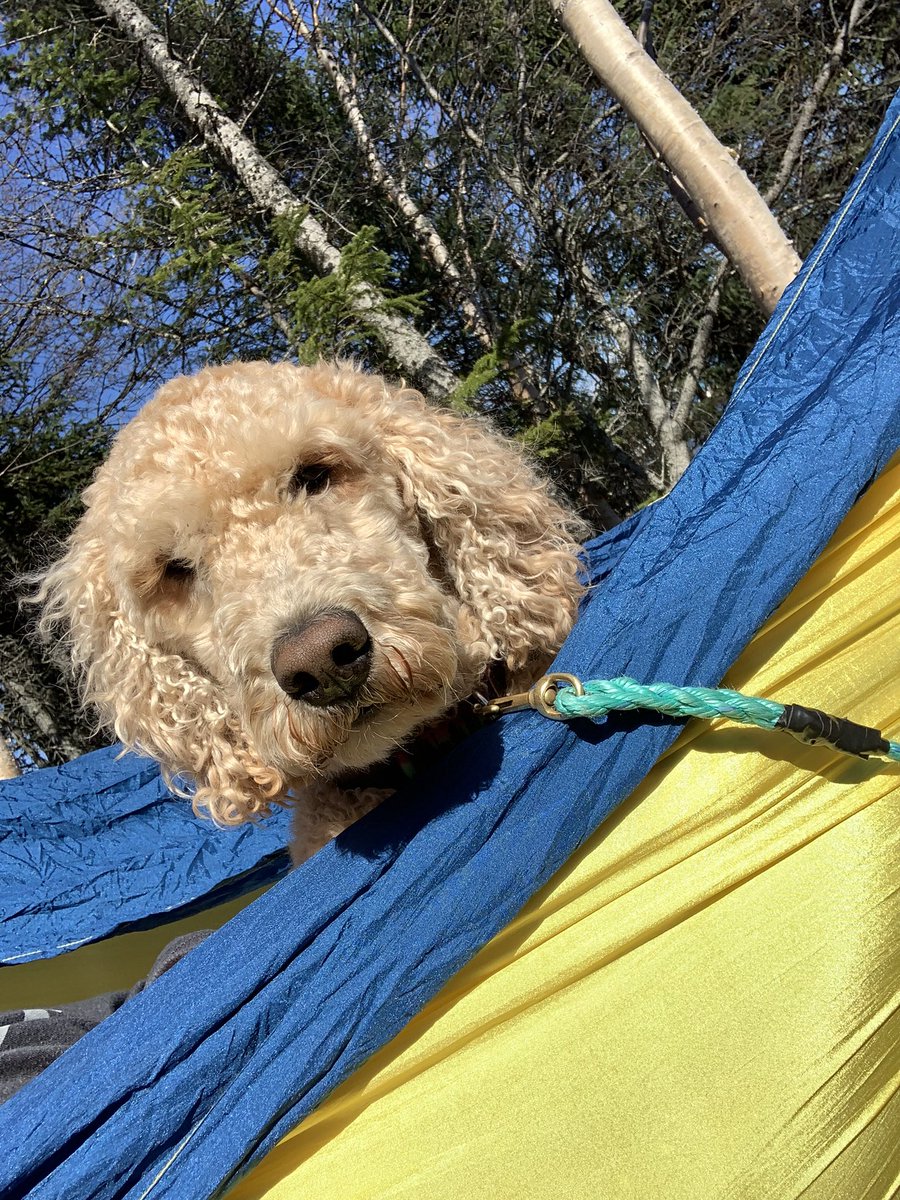 mspenneywga's tweet photo. Relaxing weekend with this furry creature 🐶💕📚 https://t.co/eWTWVhDQk5