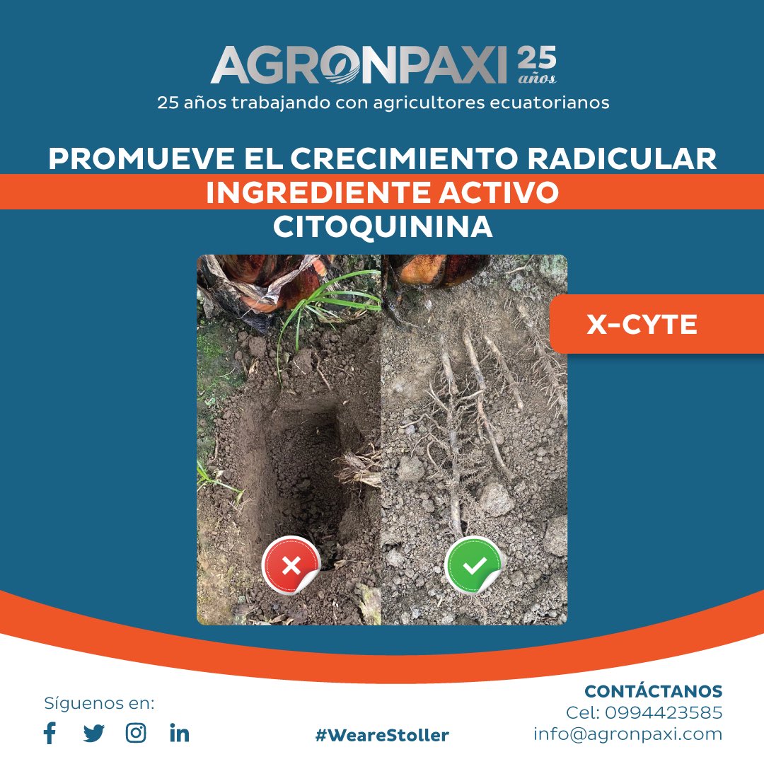 agronpaxi's tweet photo. Fortalece tus raíces, mantenlas vivas y vigorosas con Xcyte. 

Inicia esta semana aplicando Xcyte a tu cultivo.

#Banano #Xcyte #Raiz #Ecuador #Stoller https://t.co/tHDqB0fqv9