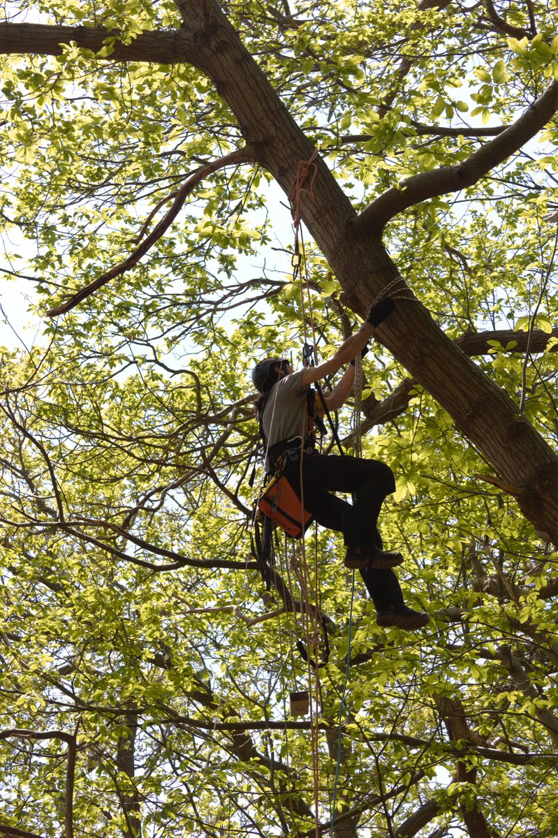 folkropeswing's tweet photo. Yesterday we completely replaced the large swing at Paraker wood. It now has a double anchor on the tree to make it as safe as possible! https://t.co/q425XClp2R