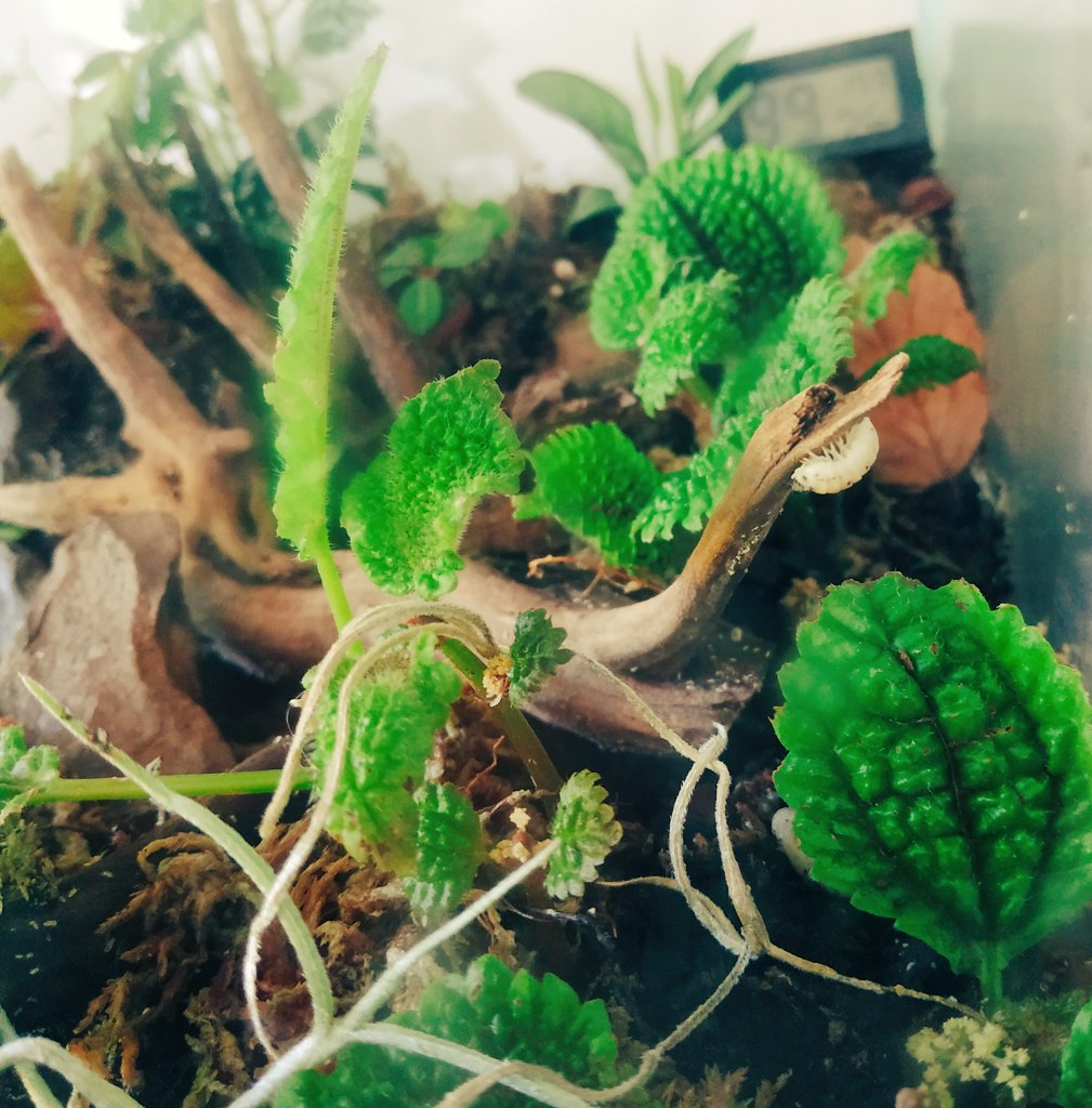 Living life on the edge like this little Magic Potion Isopod today 😂💚

#isopods #terrarium #viviarium #plants  #BankHolidayMonday
