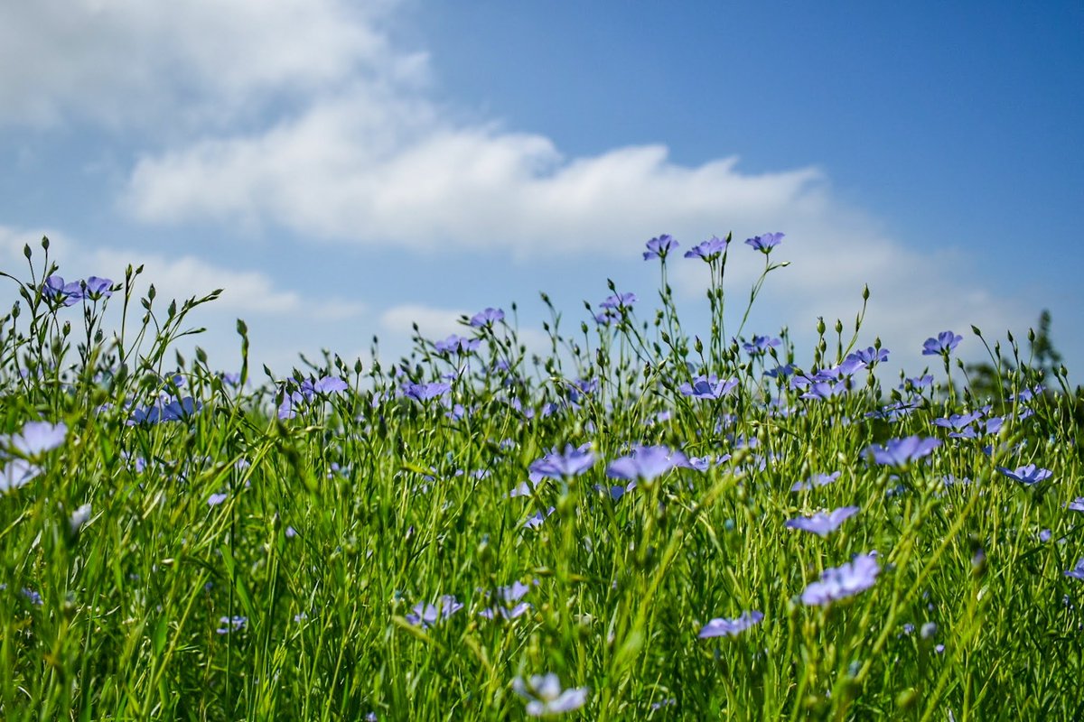 #BankHoliday Monday morning Blue Flax #letchworthgardencity #Hertfordshire 31/5 #loveukweather #ThePhotoHour #earthcapture @WeatherHerts @hertslife @CloudAppSoc #NaturePhotography #earthandclouds #Weather #nature #landscapephotography #photooftheday