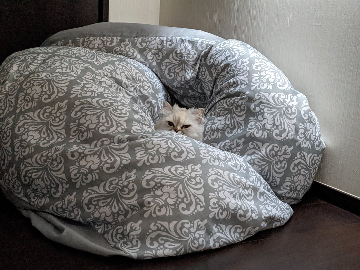 最近まだ肌寒いっていうのに人間たちは薄手のふとんに切り替えたみたい。

おかげでアタシは優雅に眠れるわ💕