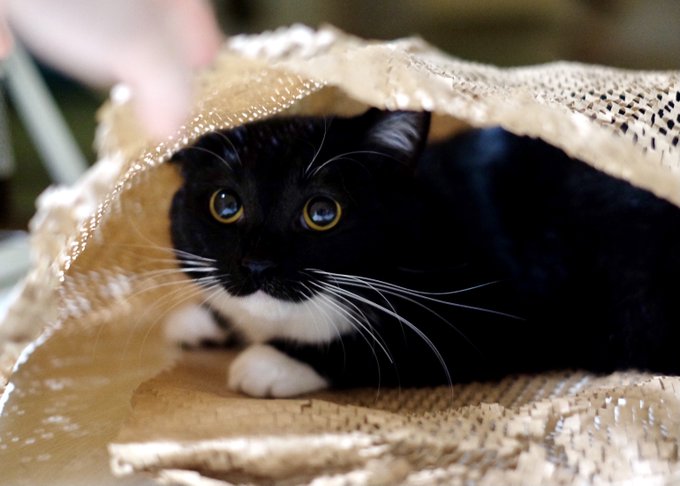 W プリッとした口元の猫さん 楽しい遊びに瞳が輝く イキイキしとる奴やん 癒しをありがとう 拡散希望 おもしろネタ
