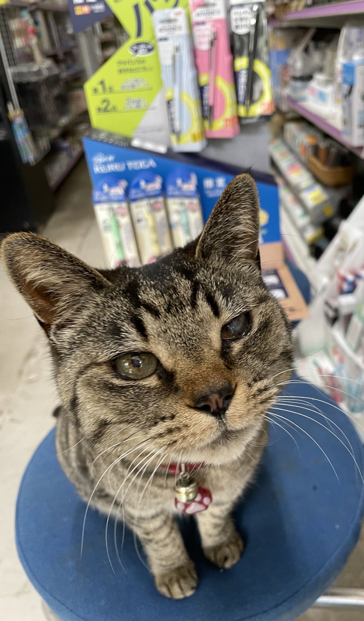 ねこがいる文具店万年堂 店長シマ子の商品紹介 三菱さんのシャープペンアドバンスとクルトガラバーグリップ付モデルディズニーシリーズ チップとデールが追いかけっこ プーさんが振り向いてピグレットとおしゃべり ドナルドが転んで怒っている3シーン