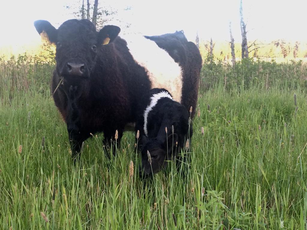 LVDabasFonds's tweet photo. Mūsu projekta GrassLIFE mobilajā ganāmpulkā - teliņu laiks! Gandrīz katru dienu ganību vietās dzimst teliņi, kas, mammu sargāti un aprūpēti, bauda dzīvi dabiskajās pļavās. #projektsgrasslife #lifeprogramma #galoveji #mobilaisganampulks https://t.co/hggfiU7qs6