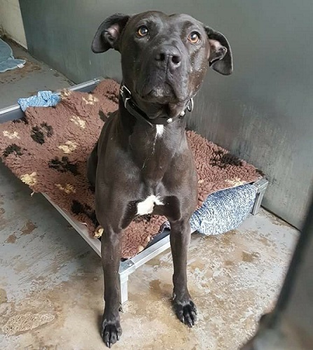 AdoptionsUk's tweet photo. Please give an extra retweet to help Frankie find a home ADOPT OR FOSTER  #Sheffield #Rotherham 
Affectionate Lurcher Cross aged 8, been overlooked for years, people just walk past him in the kennels picking more popular breeds , adult home see details  💔
https://t.co/JeAvI89N30 https://t.co/b9w00mdUyu