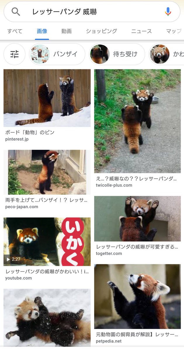 ngps_so_cute's tweet photo. そういえばグレイの恒常★4の勝利モーションかんぜんにこれでかわいい https://t.co/0nNs2iPYwx