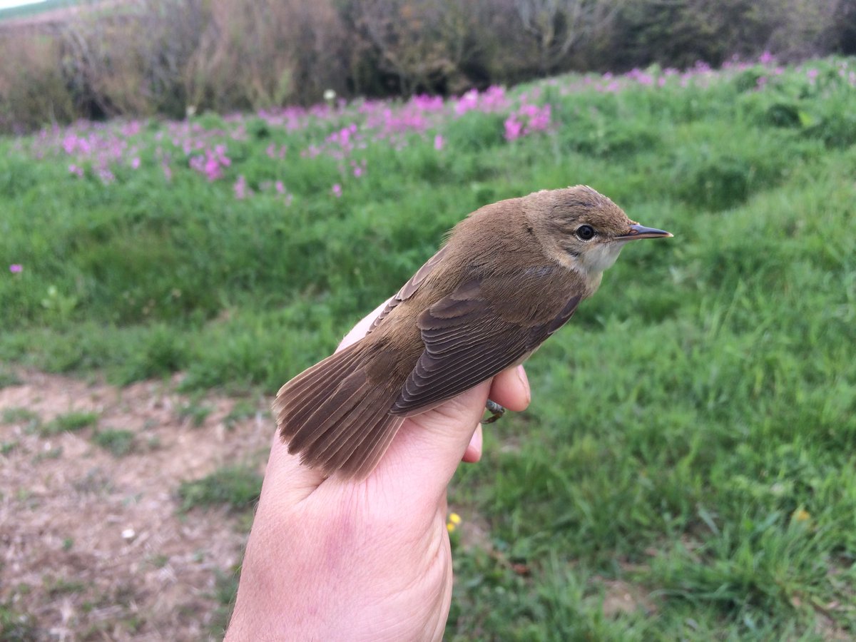 Bucktonbirder's tweet photo. 4 nets, 4 hours, single bird, that’s late May at Buckton! - it’s a Reed Warbler. #initwinit https://t.co/eY009NeIbr