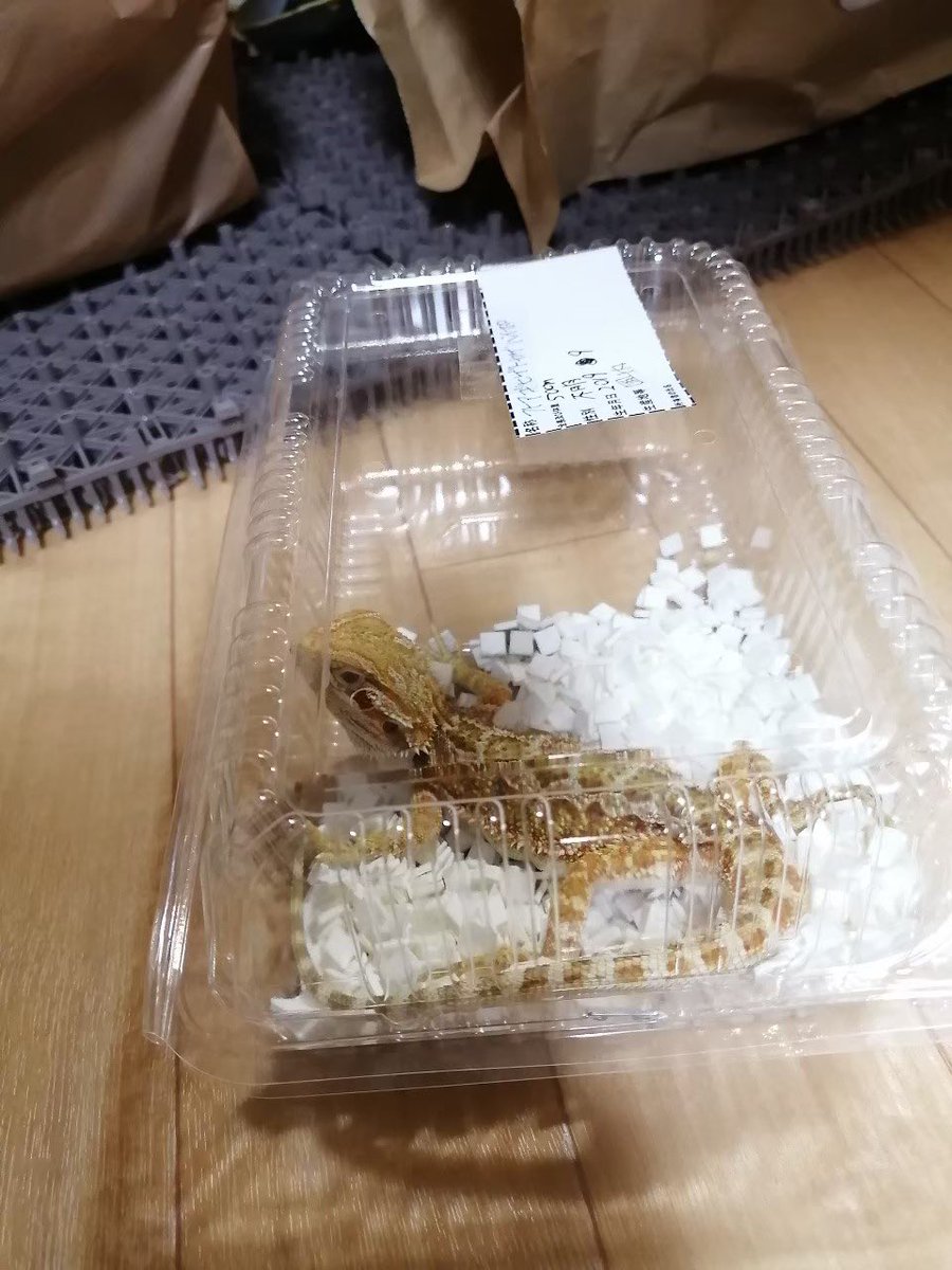 emmaruchan's tweet photo. 名前　十四松　
種類　フトアゴヒゲトカゲ　
モルフ　ハイポ
輸入年月日or生年月日　2019年9月
お迎え日2019年11月30日　東レプ　PETSHOP Siriusさん　@petshop_sirius 
飼育環境　
オーダーケージ　900×400×400 POPCORN LELEさん
バスキングor紫外線ライト　SOLAR RAPTOR 90W
続く https://t.co/7Xee9HcRhT