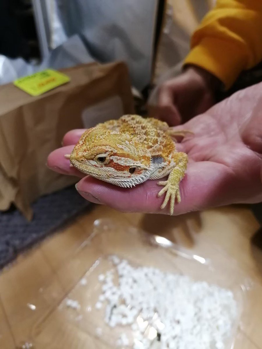 emmaruchan's tweet photo. 名前　十四松　
種類　フトアゴヒゲトカゲ　
モルフ　ハイポ
輸入年月日or生年月日　2019年9月
お迎え日2019年11月30日　東レプ　PETSHOP Siriusさん　@petshop_sirius 
飼育環境　
オーダーケージ　900×400×400 POPCORN LELEさん
バスキングor紫外線ライト　SOLAR RAPTOR 90W
続く https://t.co/7Xee9HcRhT
