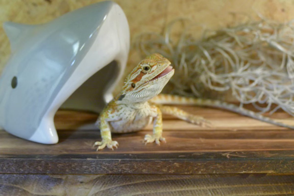 emmaruchan's tweet photo. 名前　十四松　
種類　フトアゴヒゲトカゲ　
モルフ　ハイポ
輸入年月日or生年月日　2019年9月
お迎え日2019年11月30日　東レプ　PETSHOP Siriusさん　@petshop_sirius 
飼育環境　
オーダーケージ　900×400×400 POPCORN LELEさん
バスキングor紫外線ライト　SOLAR RAPTOR 90W
続く https://t.co/7Xee9HcRhT