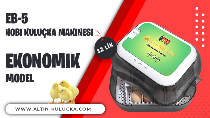 EB-5 Hobi kuluçka makinesinin Ekonomik modeli, uygun fiyatına rağmen yüksek kaliteye sahip kuluçka makinası olmaktadır. detaylı bilgiler için :

👉 altin-kulucka.com/hobi-kulucka-m…

#altınkuluçka #kuluçkamakinası #kuluçkacılık #kümeshayvanları