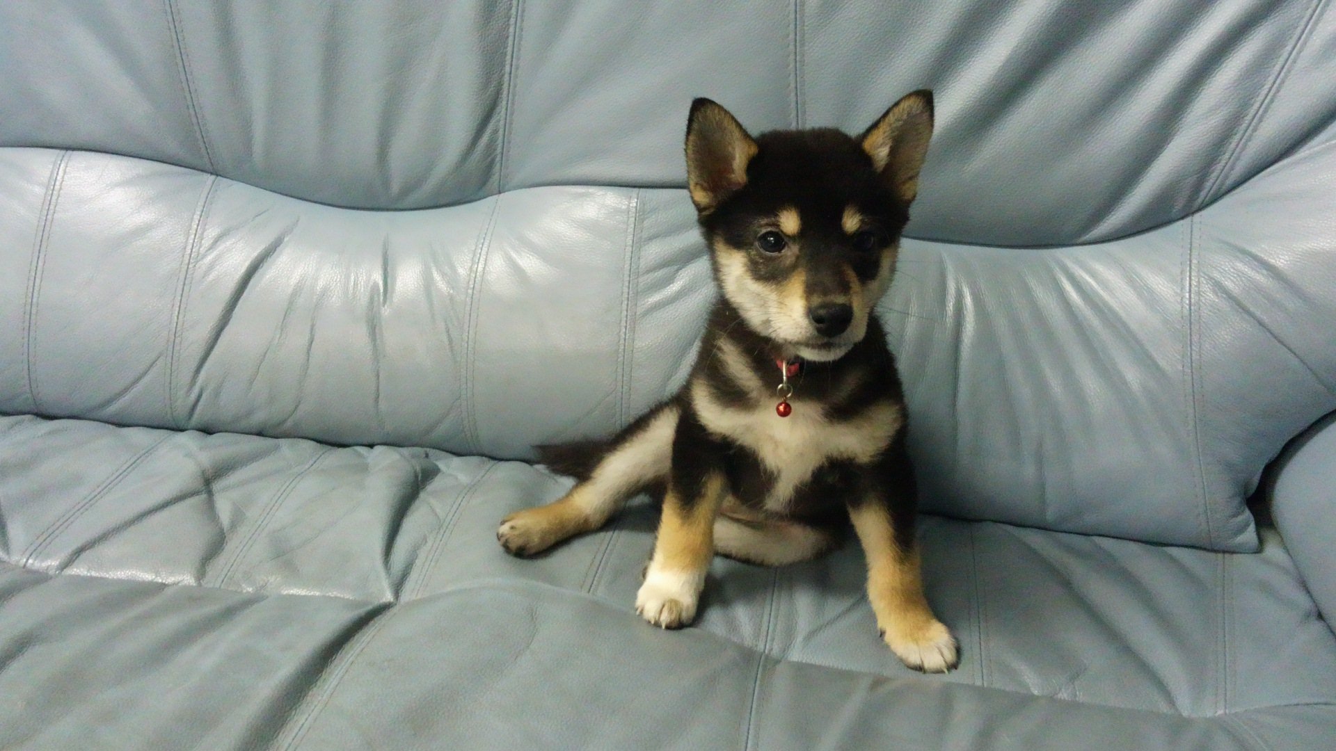 万太郎寿し 我が家の黒柴のはな 今日久しぶりのトリミングから帰ったら 片目が開かない 目がショボショボ 涙も出て どうしたんでしょう 元気もない 柴犬 黒柴 T Co 3ecd6ndnve Twitter