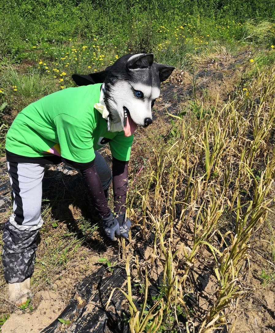 収穫inu Twitter Search Twitter