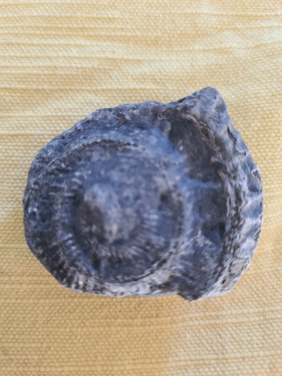 AmyMarie2811's tweet photo. @EarlyYearsNWA Charlie wanted to share the ammonite fossil with you that he found while fossil hunting today 🦕 https://t.co/T91sYdZTag