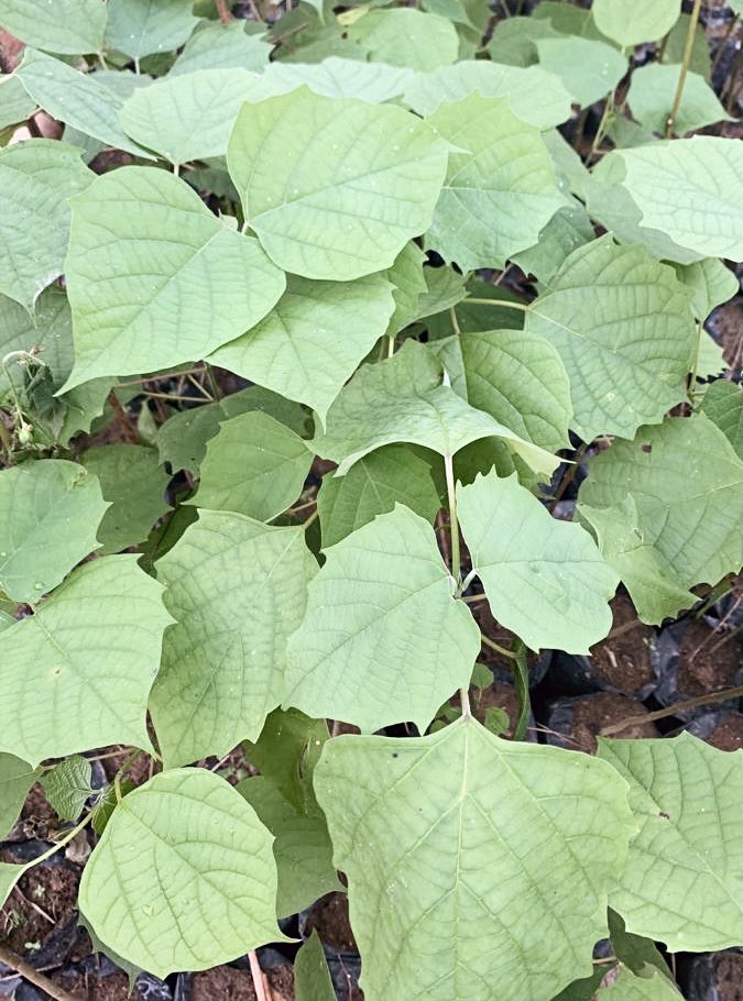 #Vente de plants de Gmelina 
Je dispose d’environ 5000 plants de Gmelina et 2500 plants de Tiama disponible à la vente. 

Lieu d’enlèvement: Azaguie 

Contact: info@seedballsci.com 

Vous voulez planter des arbres pour participer à la reforestation? Nos plants sont disponibles.