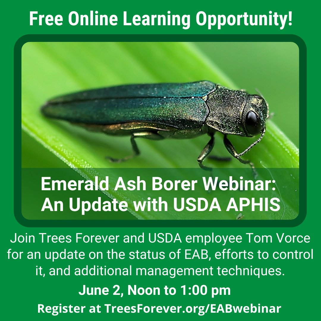 Trees_Forever's tweet photo. Time is running out - register today! Join our free emerald ash borer webinar to learn about the status of this invasive pest along with control techniques. Please share this opportunity with your local leaders and concerned citizens. June 2, Noon to 1pm.
https://t.co/Gj0D8KXjl7 https://t.co/e5uDjzZXMM