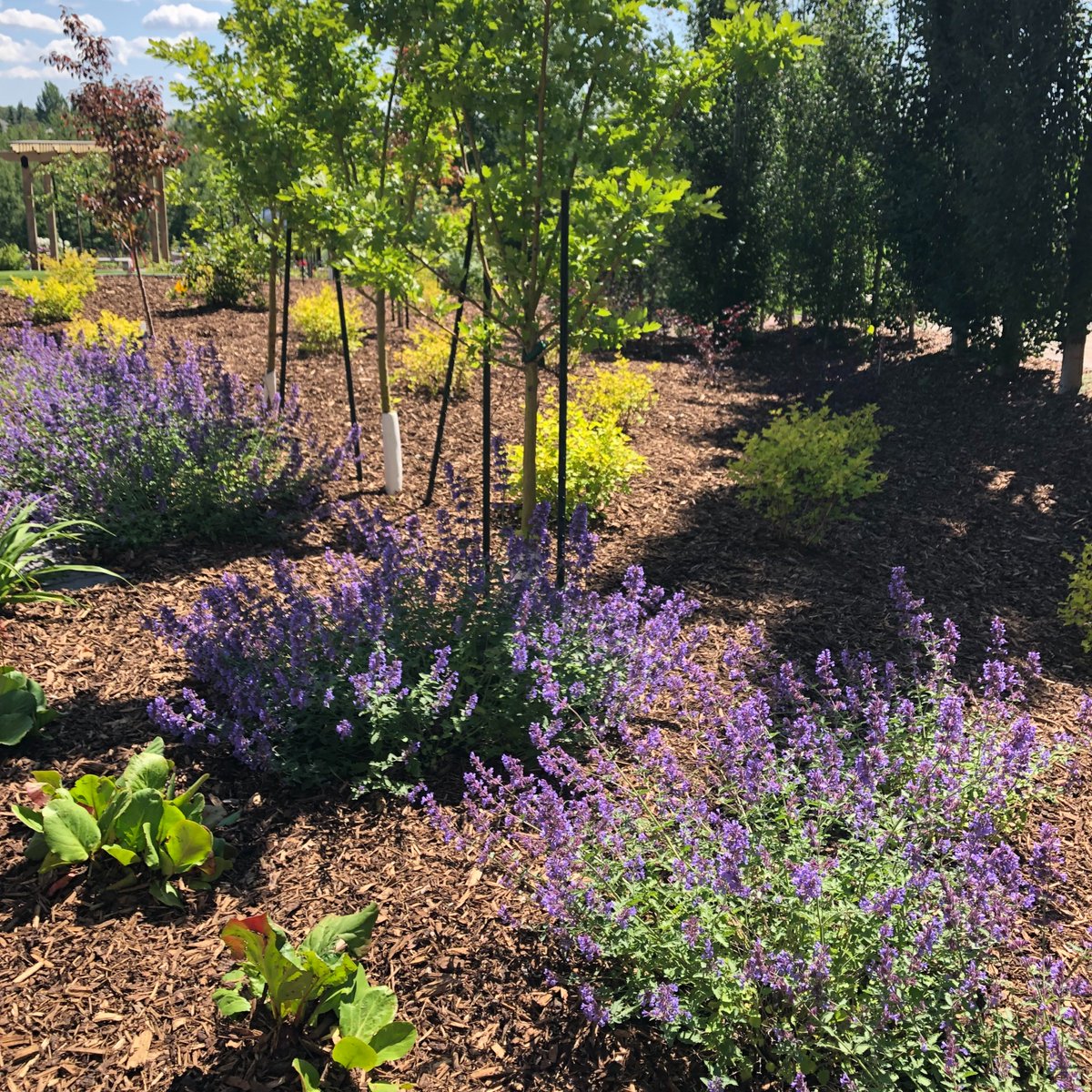 TopSpray's tweet image. Mulch can get moldy if left saturated with water for too long. Rake your mulch occasionally to allow air to circulate. The mulch may need to be removed from the affected area to allow it to dry. Ensure proper drainage of the area before reapplying the mulch.
#topspray #mulch