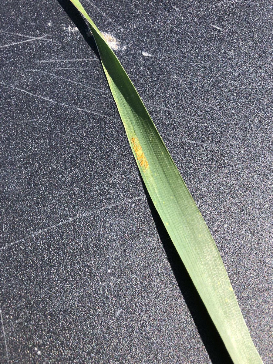 Crop2r's tweet photo. An unfortunate find in the Aylmer area. #striperust ⁦@WheatPete⁩ ⁦@AlbertTenuta⁩ https://t.co/alflC0OeMN