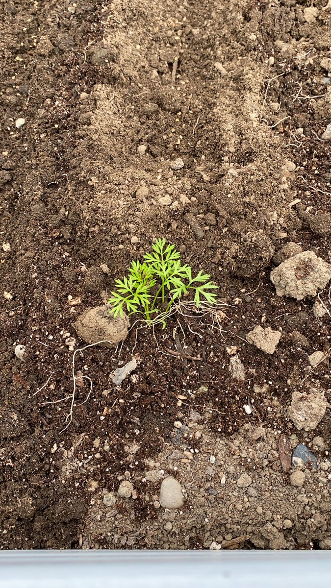 Planting carrots in a child’s garden is a special way to teachthem an early lesson about life’s many disappointments. #ilikewastingtime