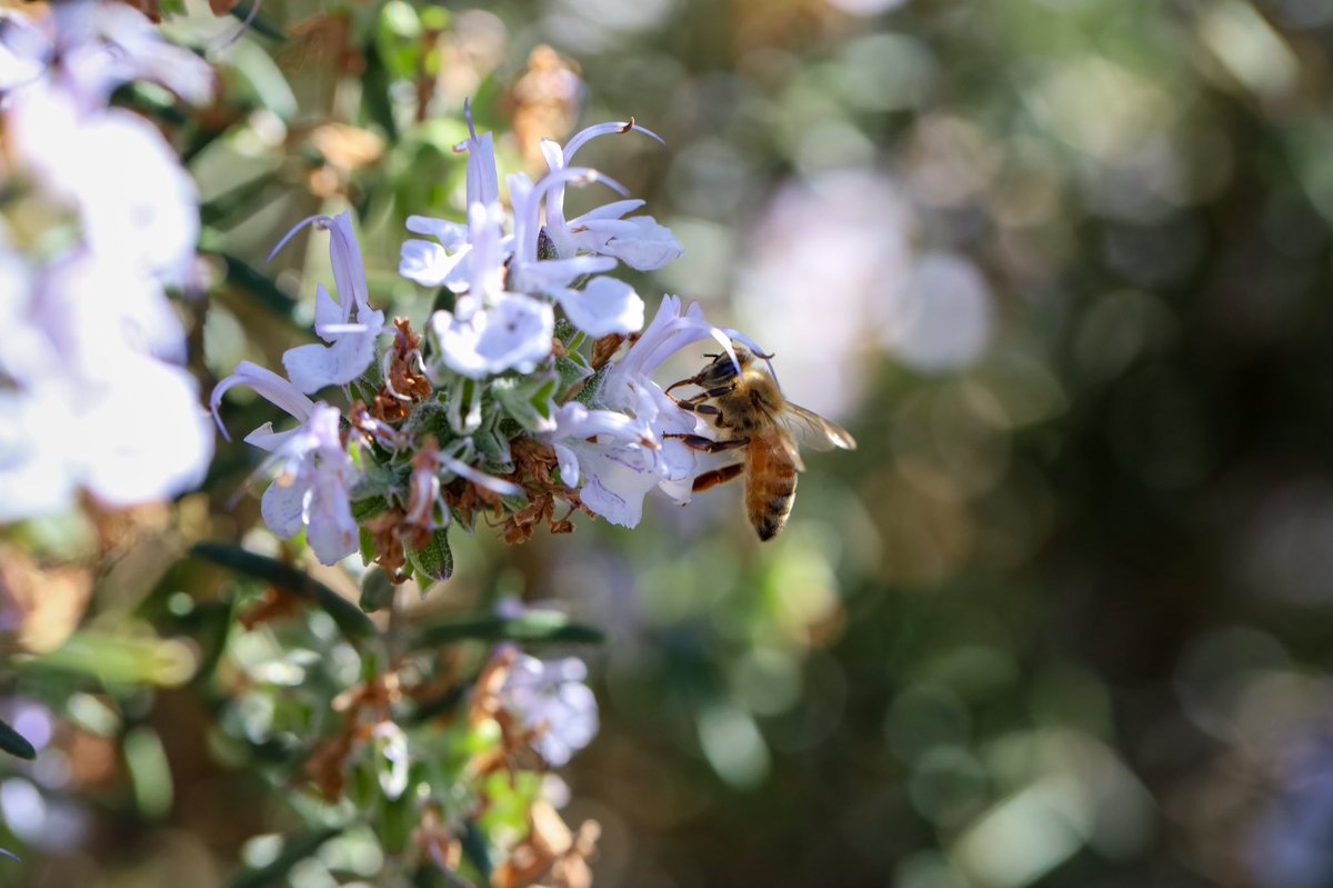 Dinking around with my macro lens and found a little bee 🐝 

#bee #polinator #beeonflower #beeonrosemary #beetime #insect #insectphotography #pnw #pnwdiscovered #finaartphotography #canon #canonphotography #canonwhatelse #canonusa #canonrp