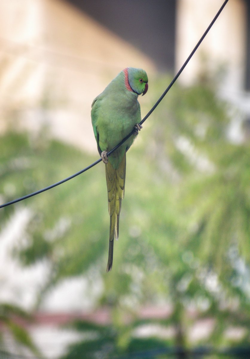 *Rose-ringed Parakeet* (male)

#ParrotDay #IndiAves @ThePhotoHour #TwitterNatureCommunity #WorldParrotDay #backyardbirds #birdwatching