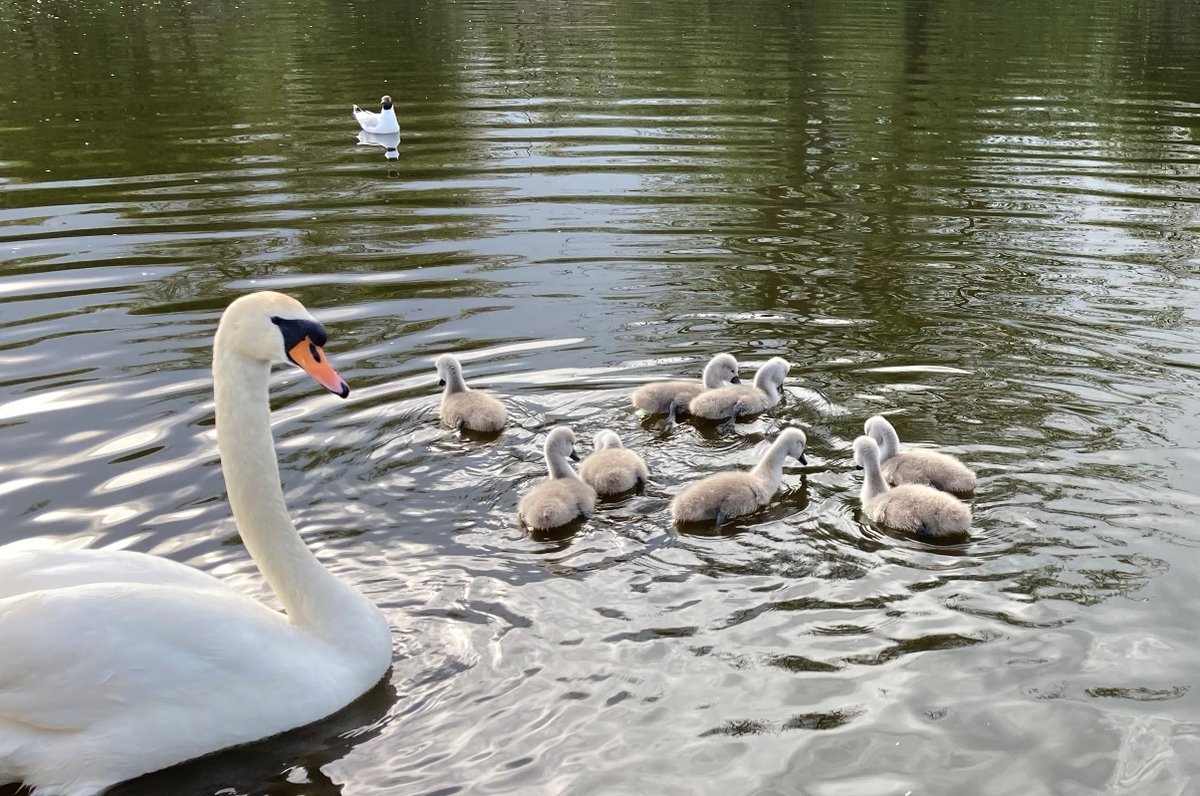 MHWhatever71's tweet photo. A few shots from our recent boating holiday around the Norfolk Broads. The boat acts as an effective floating hide. https://t.co/hE9U4R0c0o
