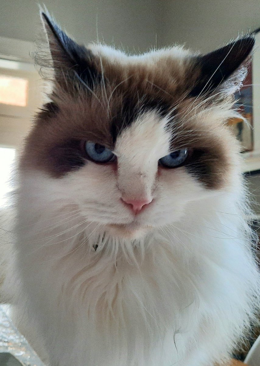 Mathilda the studio cat is meowing as I try to record.  She is a jerk, but I love her.

#studiocat #voiceover #voiceactor #voice #FirstWorldProblems #stinkeye