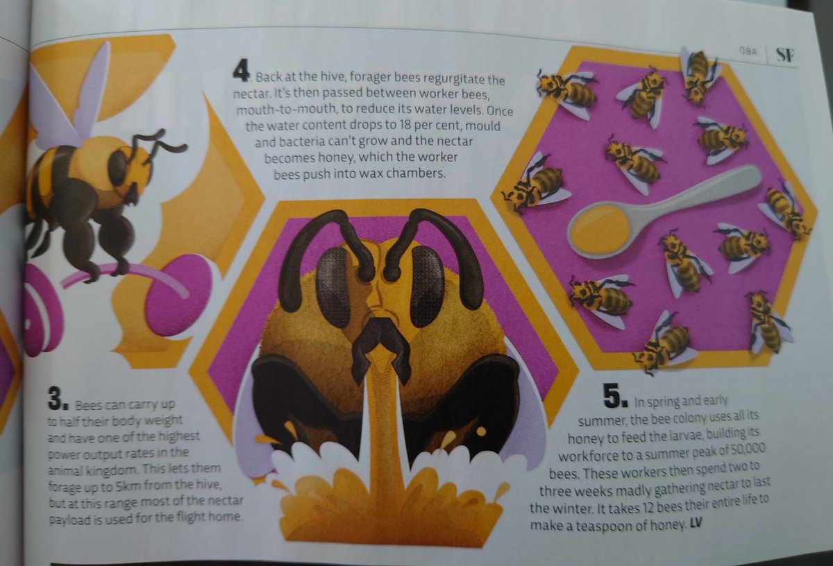 "It takes 12 bees their entire life to make a single teaspoon of honey." 🍯🐝

HT- <a href="/sciencefocus/">BBC Science Focus Magazine</a> 

Makes you really appreciate the honey drizzled mindlessly onto morning porridge that little bit more!