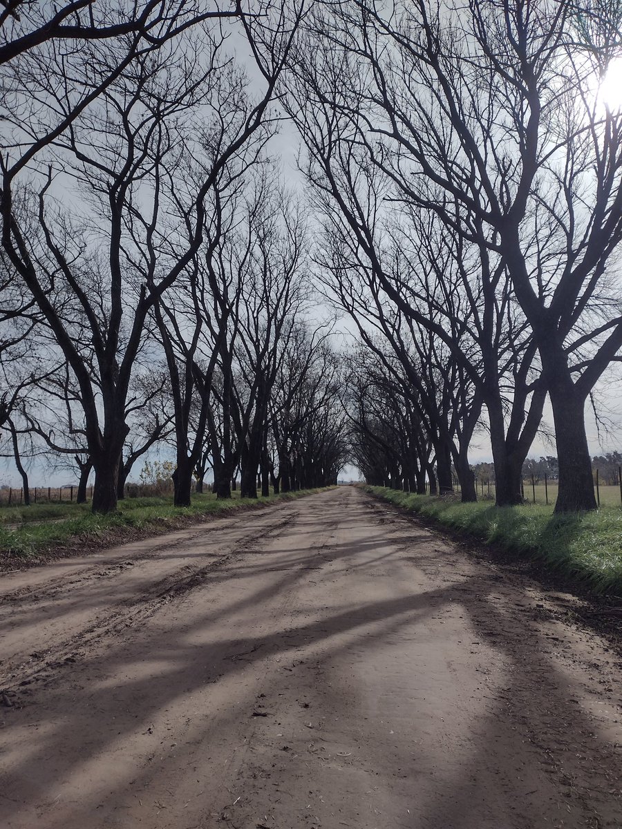 Crioshito's tweet photo. Absolutamente NADA para objetar de este #Otoño... 🙌✊🏽🌳✊🏽🚴🏼#Cicling #Bike #CountrySide #autumn #ThePhotoHour 🇦🇷 https://t.co/0MuHix3U5P
