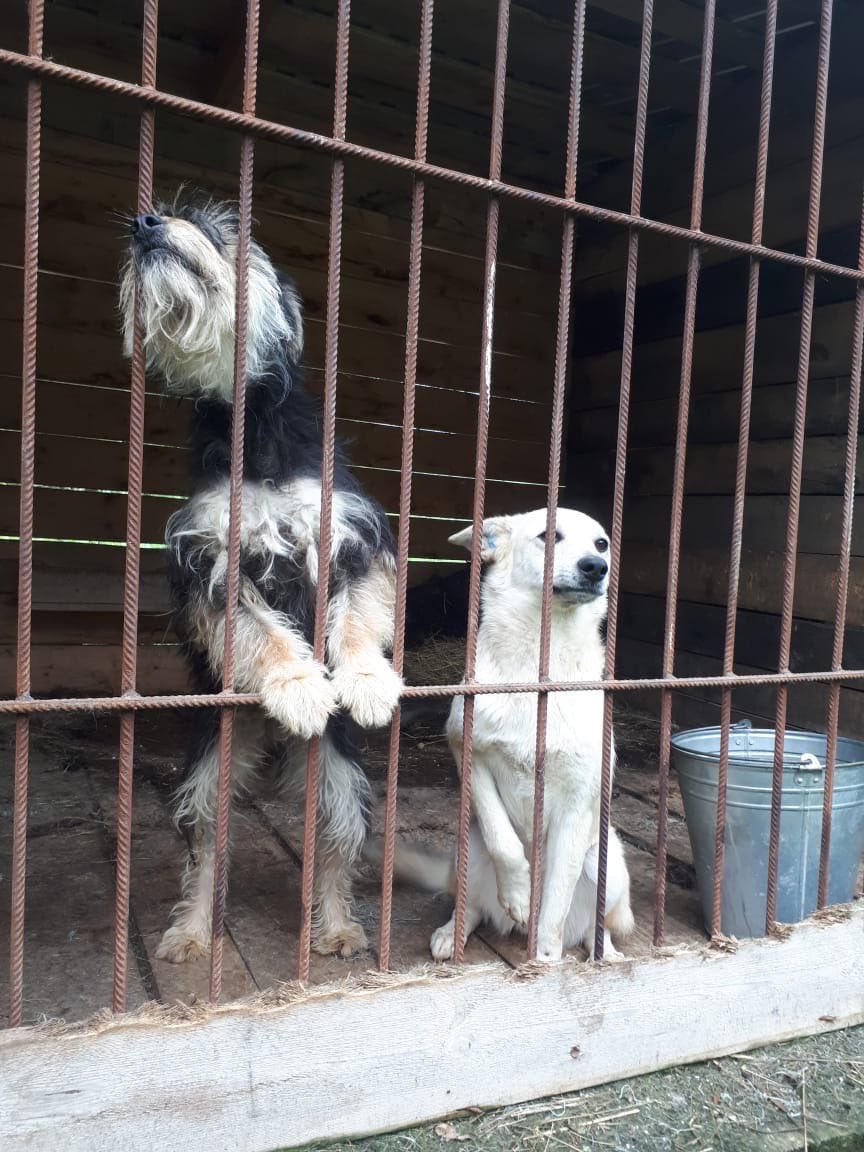В рамках акции «Доброхвост» и «Щедрый вторник» волонтеры Веневского района передали в приют для собак собранный учащимися образовательных учреждений корм и товары первой необходимости,которые помогают поддерживать комфортные условия содержания подопечных в приютах
#веневскийрайон