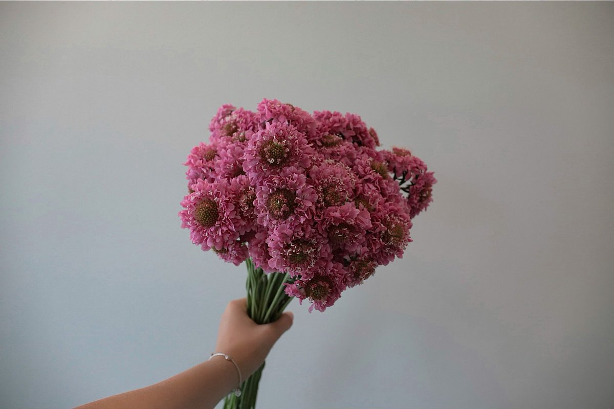 FlowersHoek's tweet photo. STUNNING SCABIOSA 🌸
Scabiosa you leave us speechless… The symbol of pure love, purity and peace. Add the perfect touch to your bouquet or any other arrangement. 

#Hoekflowers #scabiosa #pinkflower #flowerlover #flowers #bouquet #flowershop #florist #flowerexport #weddingflower https://t.co/t1WrIHFW0Z