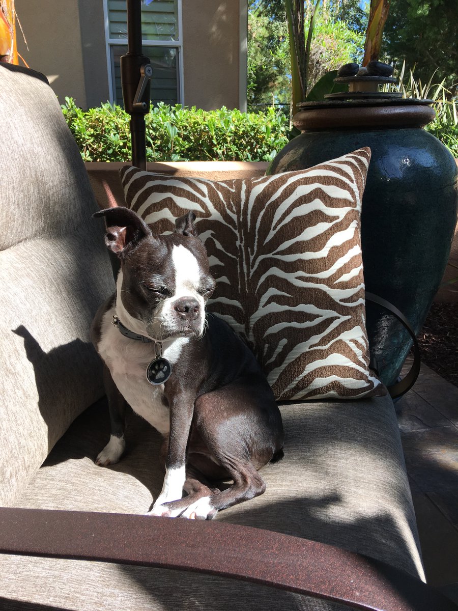 captdh's tweet image. Missing the baba brady