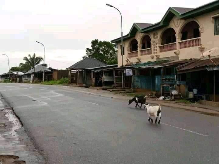 For the first time in history, #UnknownGoats, sighted foraging in the middle of a busy road on the day of the most complete lockdown of the sacred land of the Ancients. 

Biafraland is free at last! 
#NoMovement