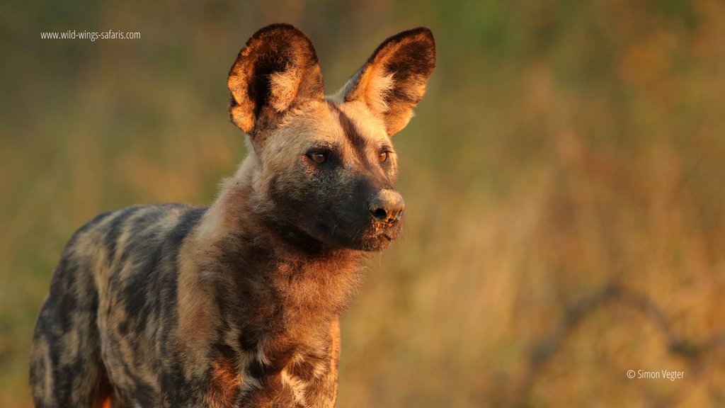 WildWingsSafari's tweet photo. Sunrise and sunset safaris present some of the best sightings. And nothing beats the colours at that time of day! Here, wild dog, rhino, lion and leopard are awash in gold and orange.

📷 Simon Vegter 📍 Kruger National Park https://t.co/aA197dF4JX