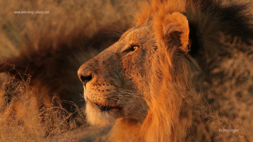 WildWingsSafari's tweet photo. Sunrise and sunset safaris present some of the best sightings. And nothing beats the colours at that time of day! Here, wild dog, rhino, lion and leopard are awash in gold and orange.

📷 Simon Vegter 📍 Kruger National Park https://t.co/aA197dF4JX