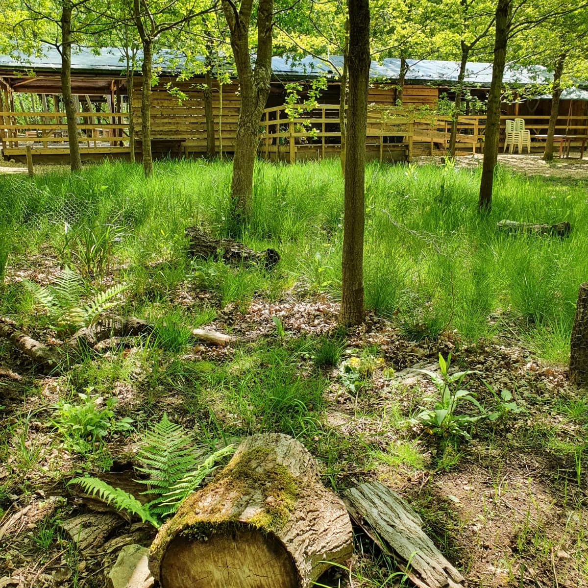 At last our woodland ferns are starting to open fully after enjoying the continued bank holiday sunny weather in our woodland wedding venue.
#weddingwood #woodlandweddings #buckinghamshireweddings #paulskoneweddingcelebrant