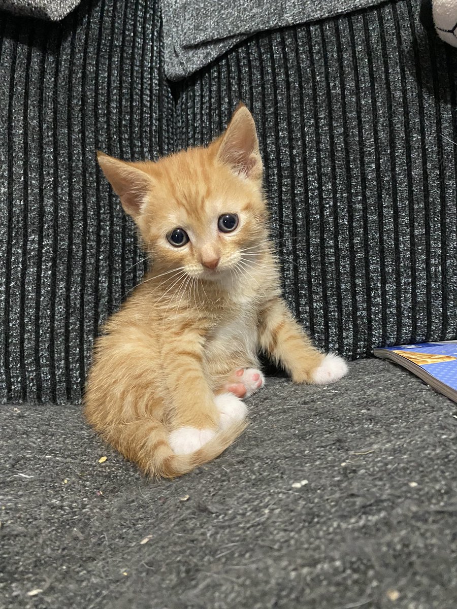 CollieSkye's tweet photo. Hawwo , I haz a new baby brofer. Meet Loki, god of mischief #kitten #loki #CatsOfTwitter #kittensoftwitter #gingerboy #kittenspam https://t.co/8cNxhKY8kn