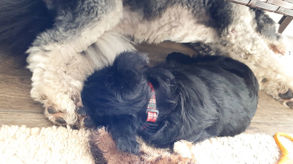 Letuseatcake798's tweet photo. #placket Sitting knitting my first placket. Seek the hand of hope. Grab it and hang on.  Puppy is dozing. We are drinking tea and I'm feeling v loved. Stanley is 10 weeks old and the smells he and his sister are making could cause one to drop a stitch. https://t.co/blf1HieZvX